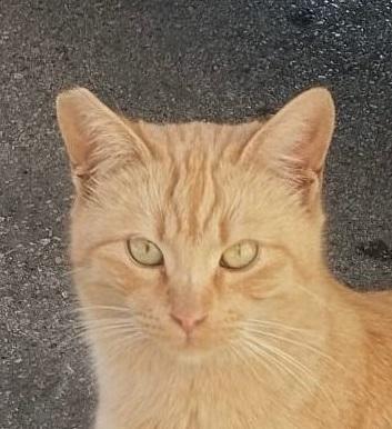 Brando cerca casa, ma non in affitto! Foto 4